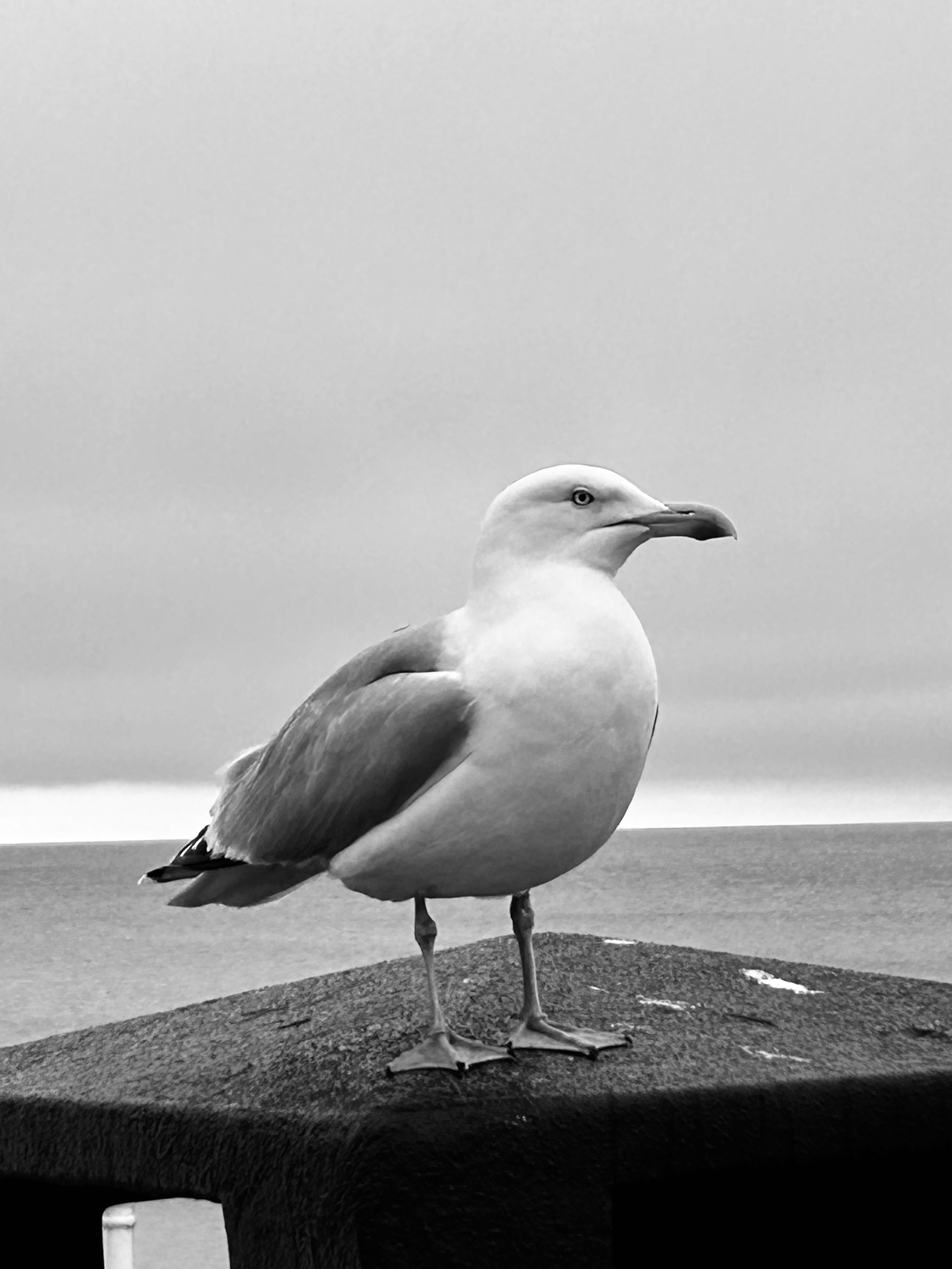 Black and White Portrait of a Seagull · Free Stock Photo
