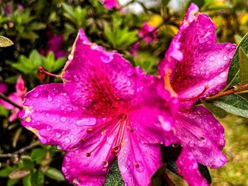 Darmowe zdjęcie z galerii z po deszczu, różowy kwiat