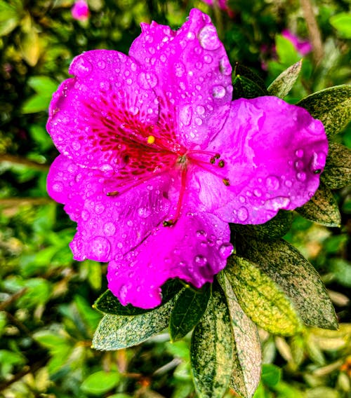 Darmowe zdjęcie z galerii z po deszczu, różowy kwiat