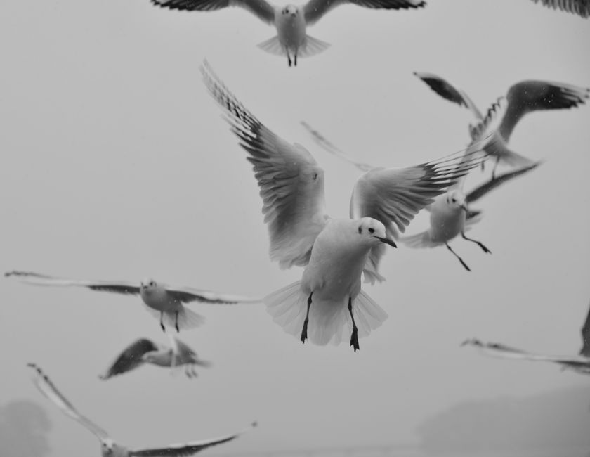 Black and white photo of seagulls soaring over Matsushima Bay, capturing their grace and wild beauty.