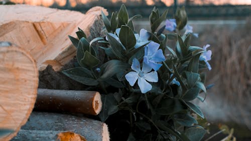 Photos gratuites de 4k, feuille, fleur violette