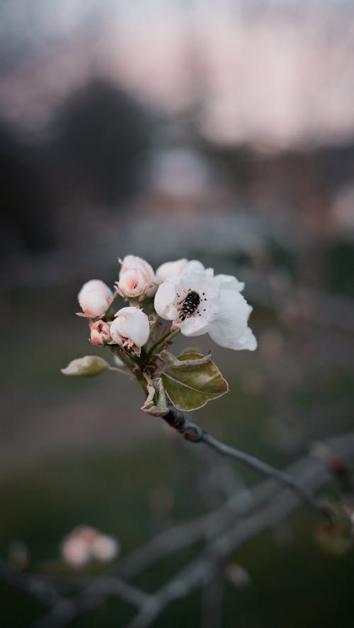 Photos gratuites de 4k, feuille, fleur de coing