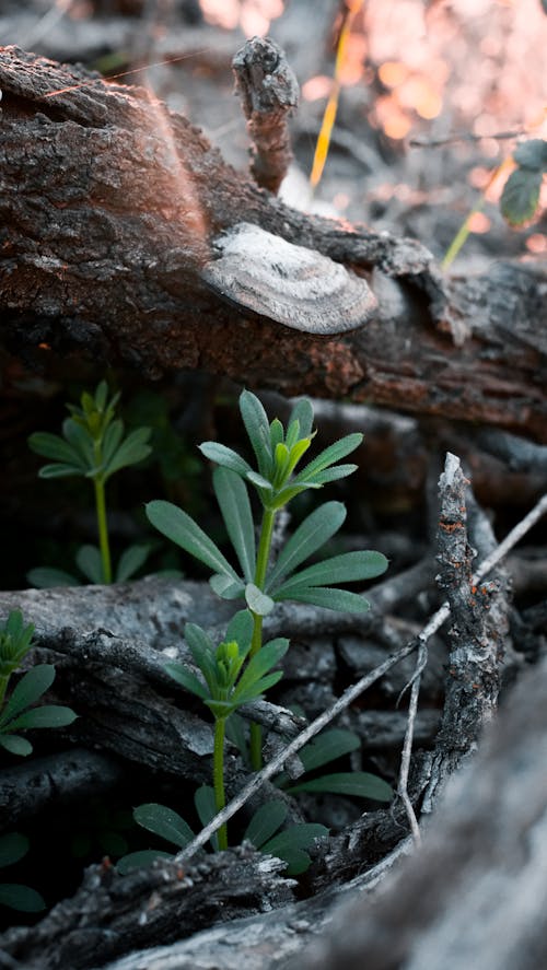 Photos gratuites de 4k, bitki, champignon d'arbre