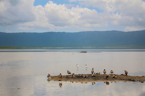 Ngorongoro safari