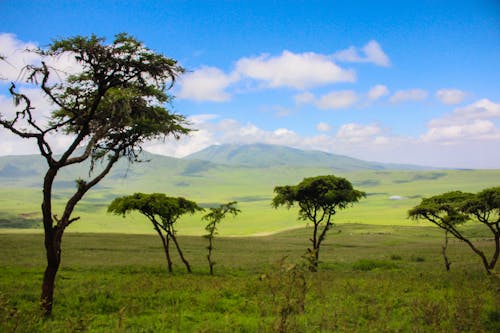 Ngorongoro safari