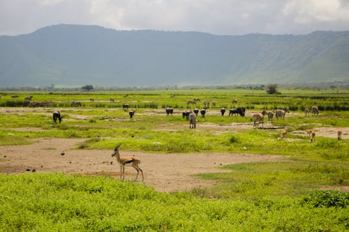 Ngorongoro safari