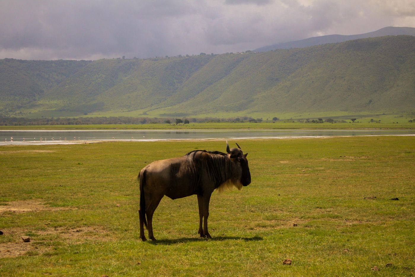 A lone wildebeest on the crater grassland