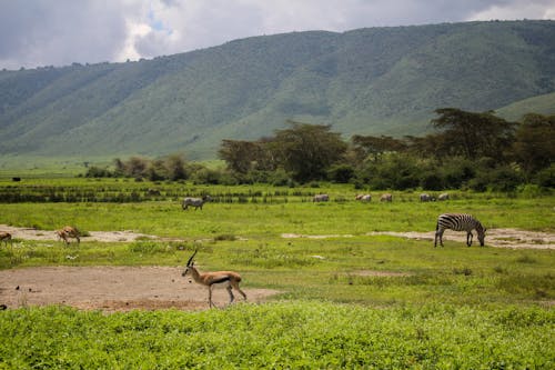 Immagine gratuita di animali, antilopi, fauna selvatica