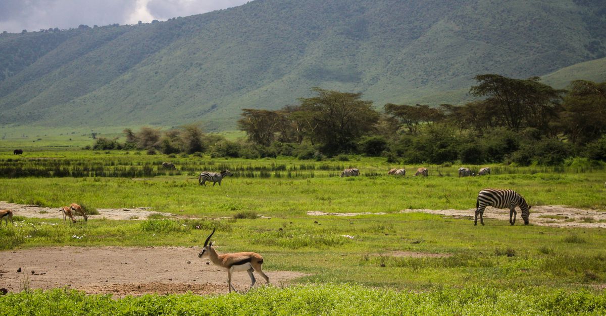 Ngorongoro Conservation Area