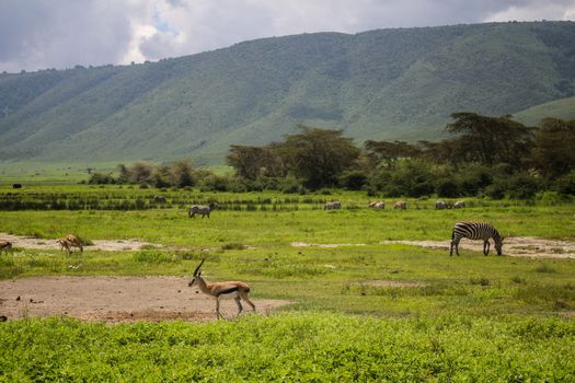 Ngorongoro Crater day — Serengeti