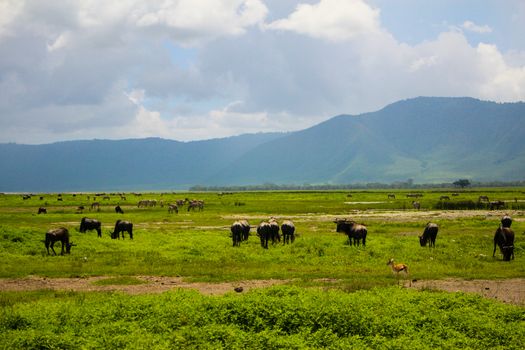 Ngorongoro Crater day — Serengeti