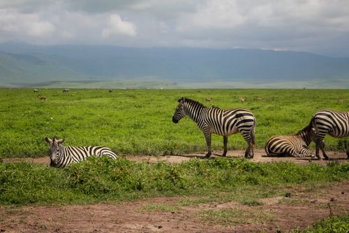 Free A serene scene of zebras resting on the lush plains of Ngorongoro, Tanzania. Stock Photo