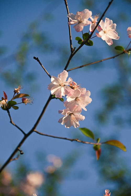 Free 春天的树 Stock Photo