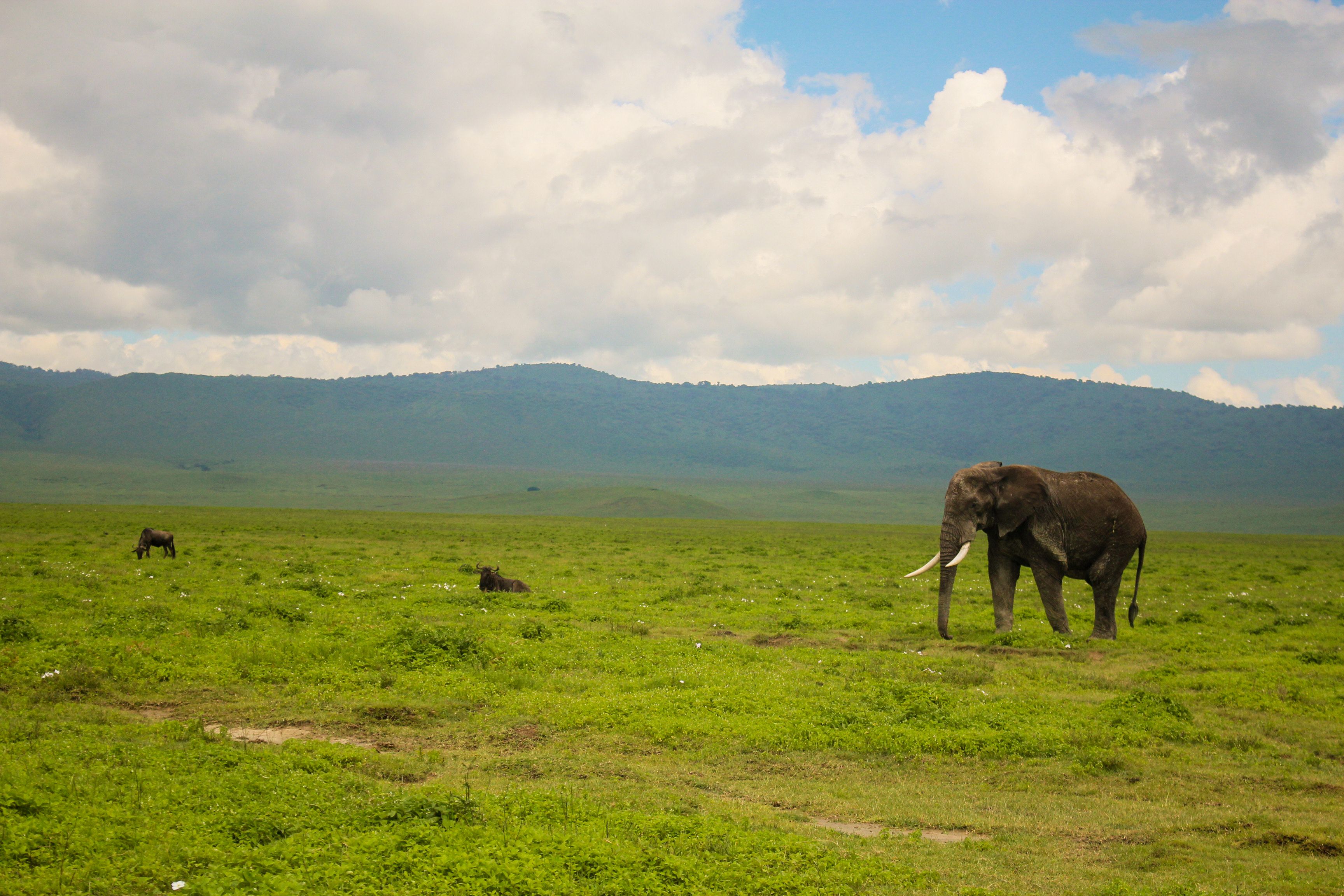 COME ON A NGORONGORO SAFARI WITH US visual data 2