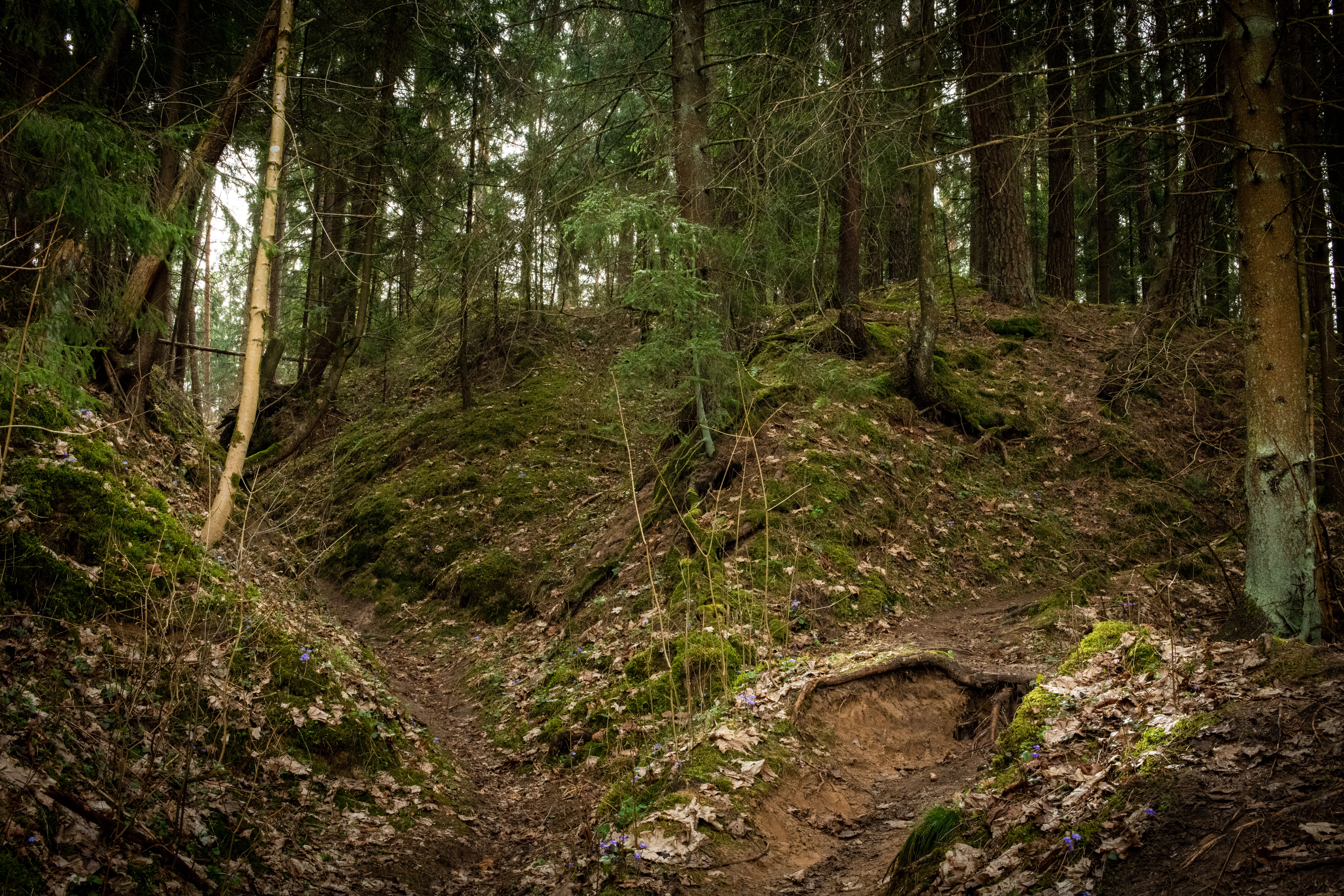 forest path diverging signposts