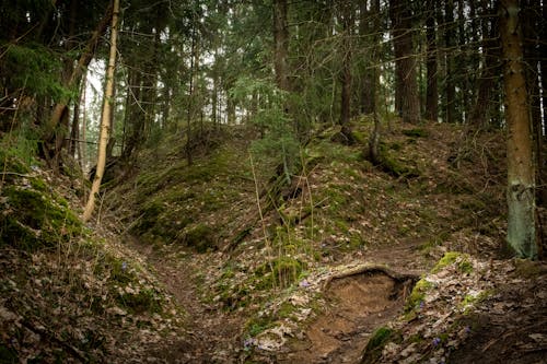 A dirt trail in the woods with trees and rocks