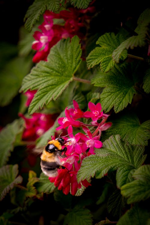 Gratis stockfoto met bestuiving, blad, bloem