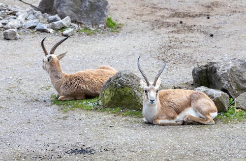 Two animals laying on the ground next to some rocks