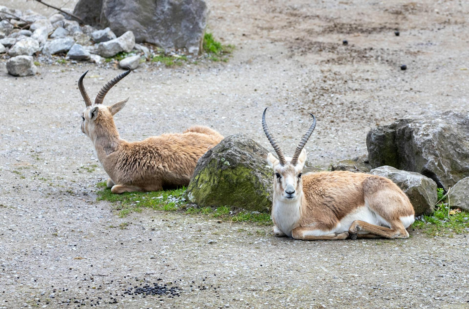 Two goitered gazelles resting on rocky terrain at Zurich Zoo.