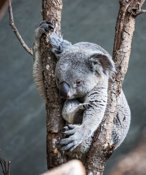 A koala bear is sleeping in a tree