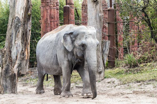 Δωρεάν στοκ φωτογραφιών με γρασίδι, ελέφαντας, ζωολογικός κήπος