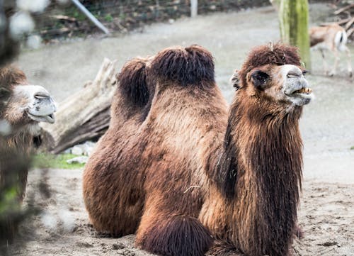 Two camels are sitting in the dirt