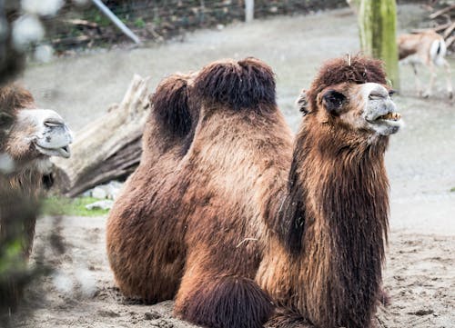 Darmowe zdjęcie z galerii z brązowy, fotografia zwierzęcia, ogród zoologiczny