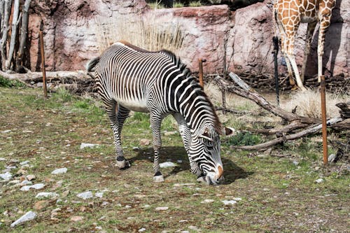 A zebra and giraffe are grazing in a zoo