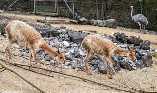 Two llamas and an ostrich are in a zoo enclosure