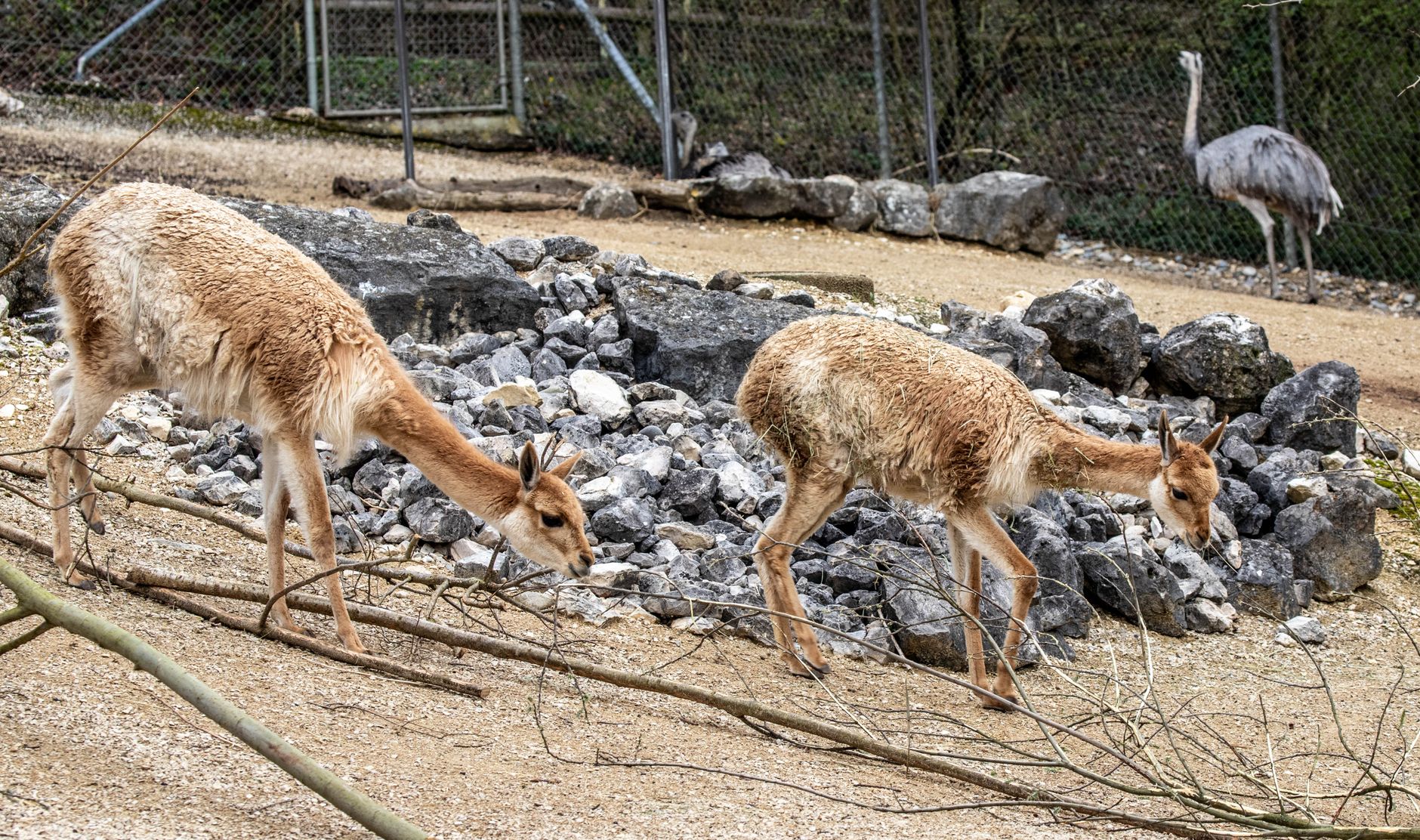 Animals at zoo enclosure germany wildlife