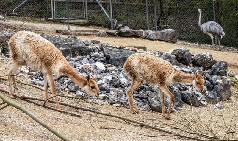 Zoo Hodonín
