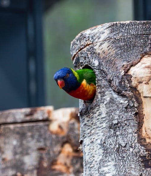 A colorful bird is peeking out of a hole in a tree trunk