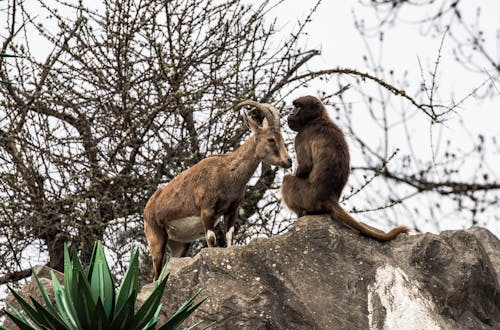 A goat and a monkey are on top of a rock