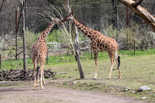 動物園の動物の無料の写真素材