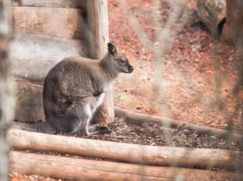 A kangaroo is standing in the woods near a log