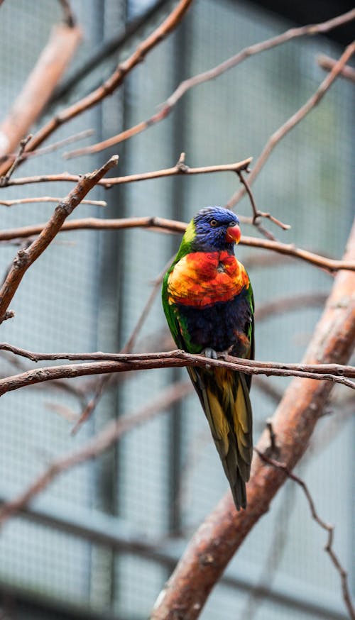 Close-up of a Loriini Parrot Perching on a Branch
