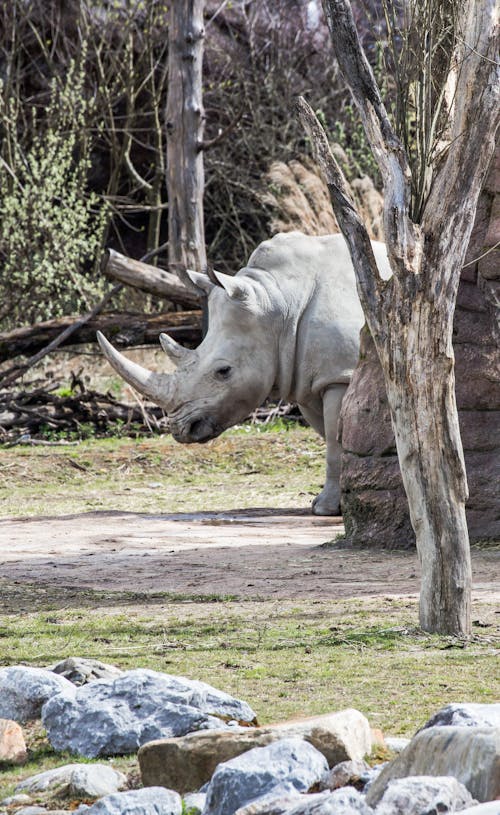 A rhino is walking through a zoo in the grass