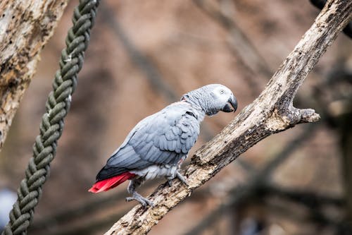 A grey parrot sitting on a branch