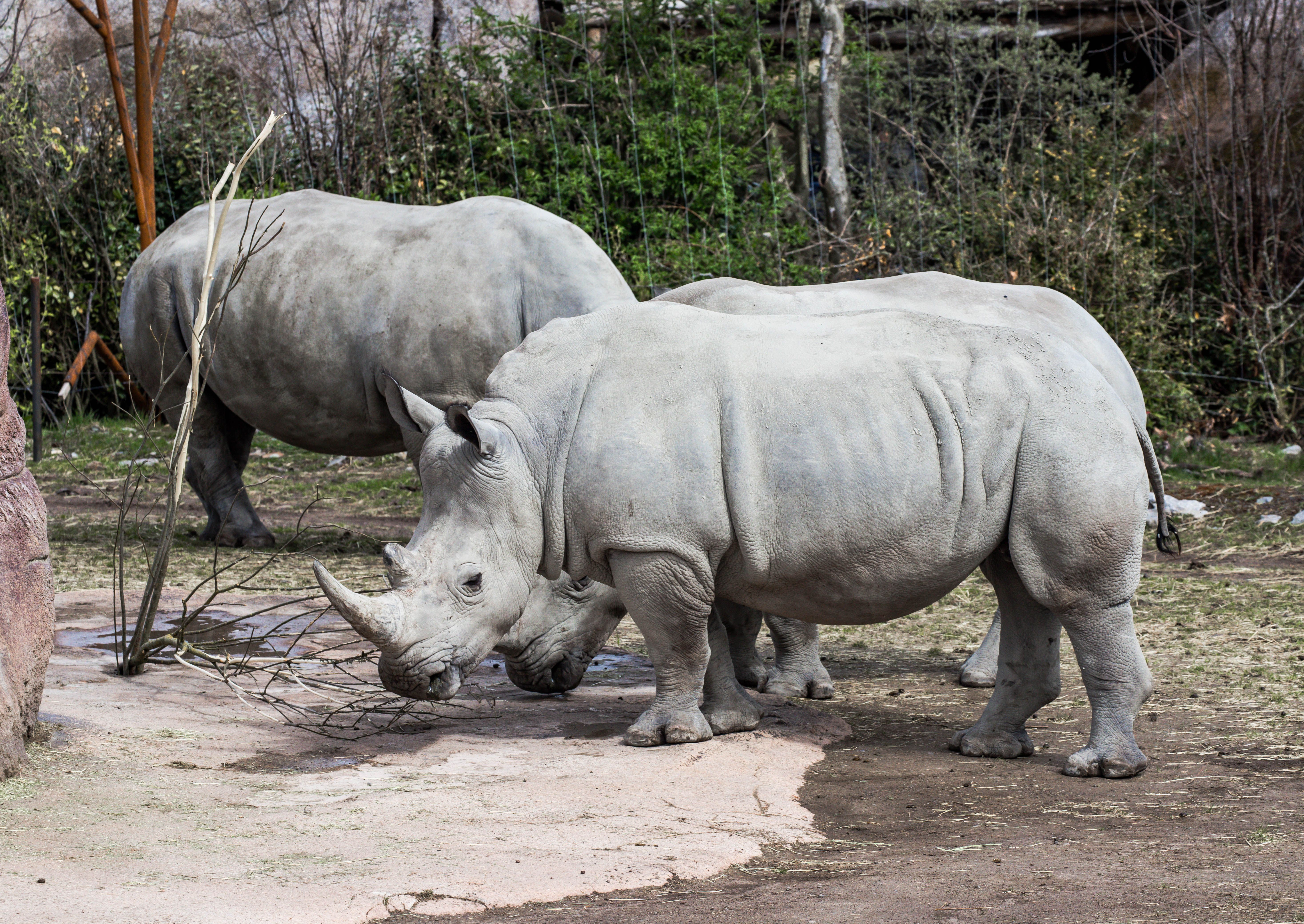 White rhinoceroses in a naturalistic enclosure at Zurich Zoo, Switzerland.