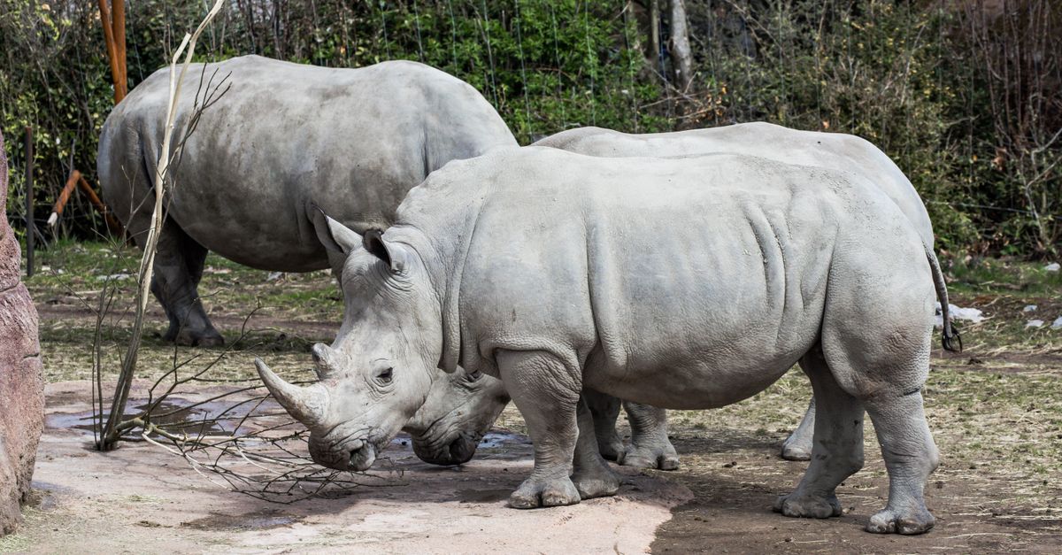 White rhinoceroses in a naturalistic enclosure at Zurich Zoo, Switzerland.