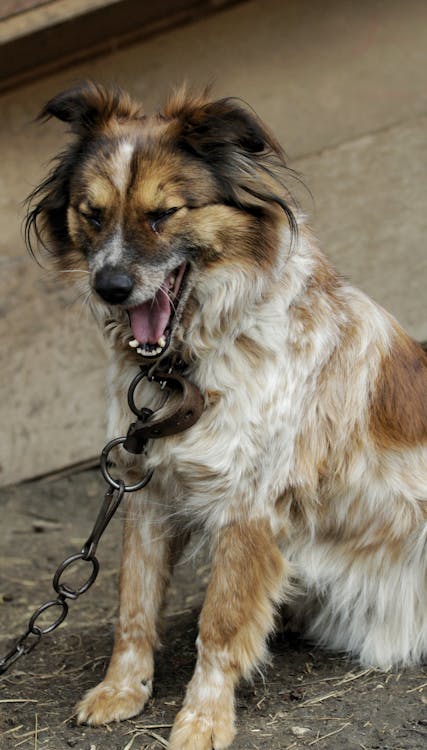 A dog with its mouth open and chained to a fence