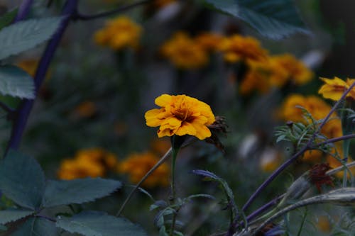 Foto stok gratis berkembang, bersemangat, bunga oranye
