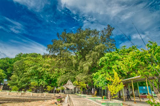 雅加达郁郁葱葱的树木与生机勃勃的蓝天，展现了大自然的美丽