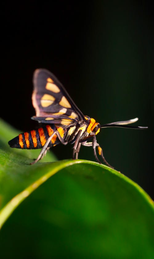 Photos gratuites de animal, été, feuille