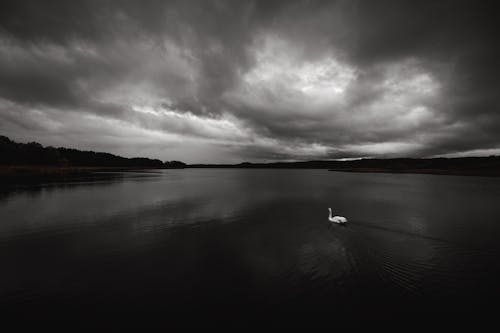 Photos gratuites de animal, cygne, des nuages orageux