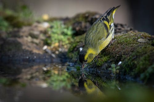 Kostnadsfri bild av djurfotografi, dricka, eurasisk siskin