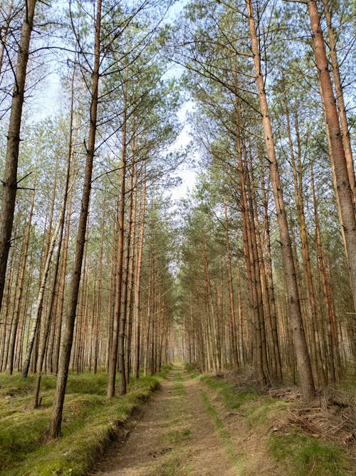 Photos gratuites de arbres, chemin de terre, direction