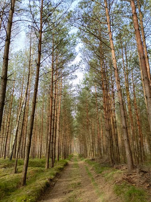 Free Explore the serene dirt path through lush forest trees under a bright sky. Stock Photo