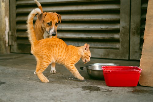 A dog and cat are standing next to each other