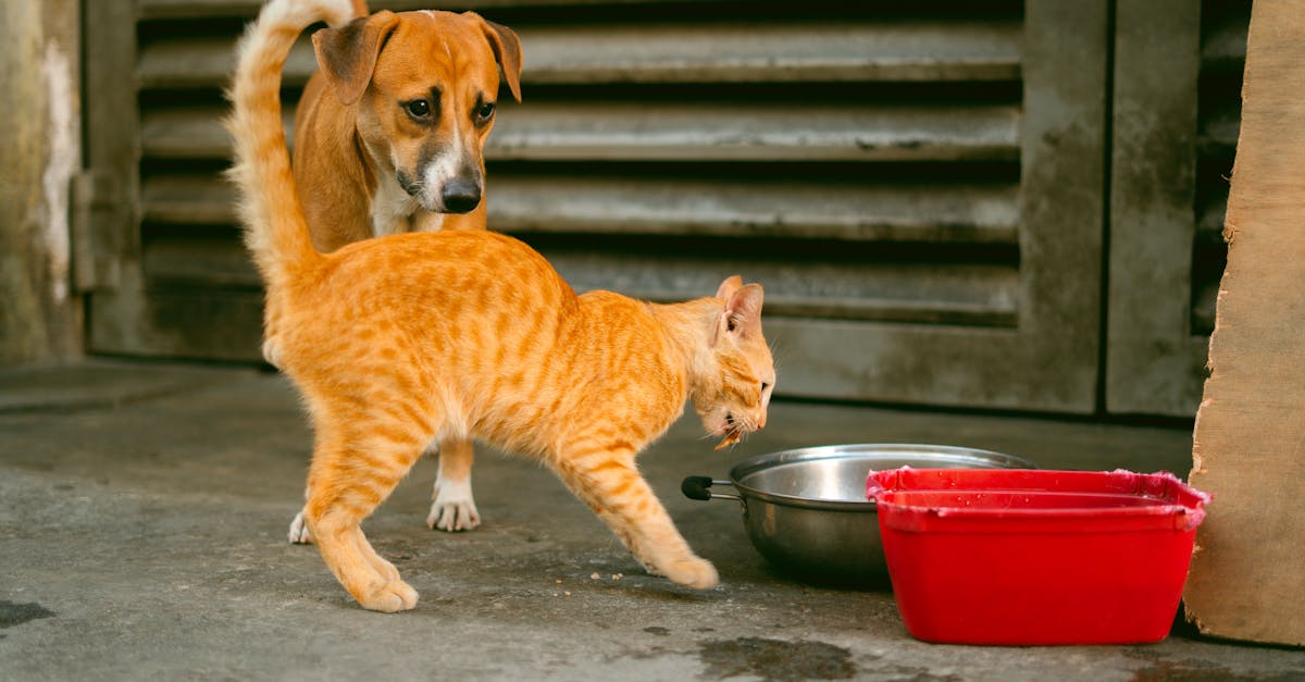 Dog and Cat on a Street